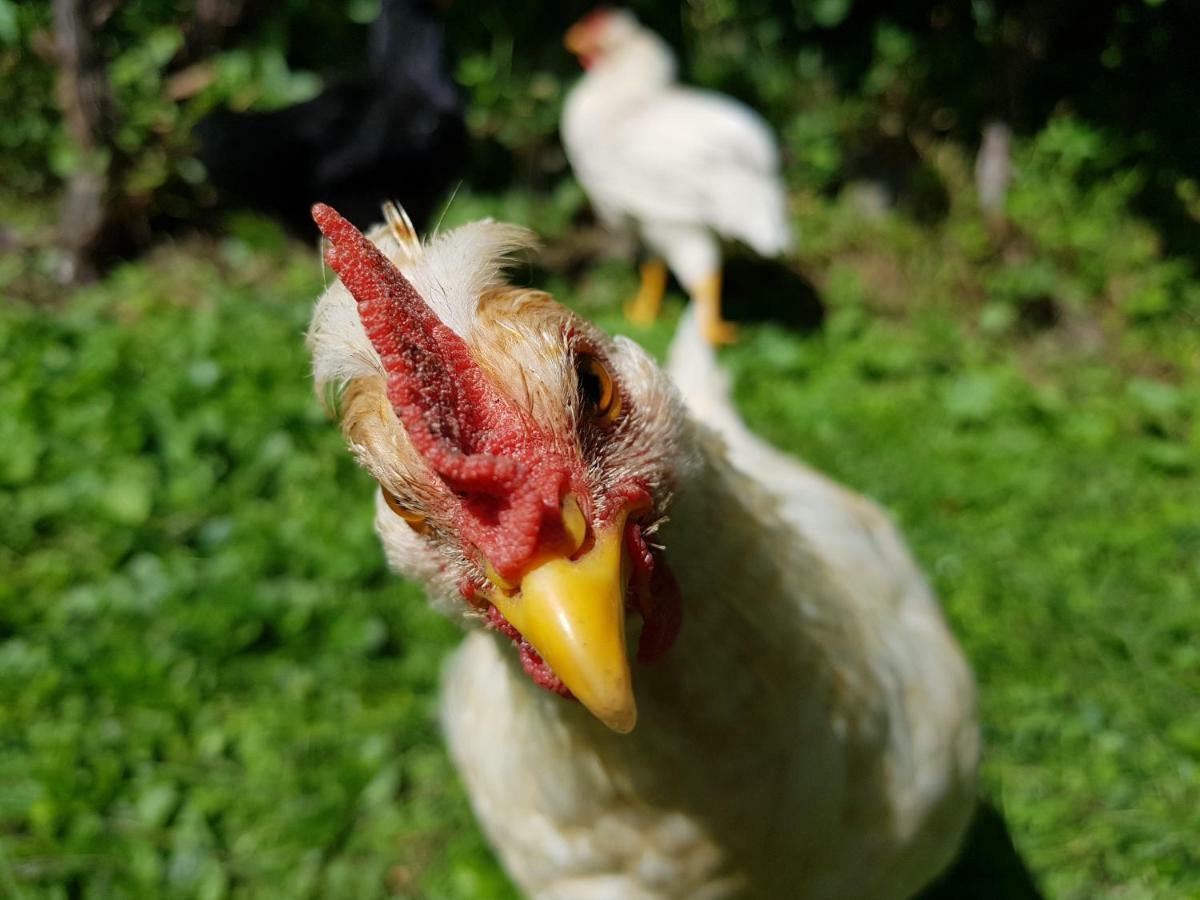 Ferienwohnung Woid Mandl Velden am Wörthersee Zewnętrze zdjęcie